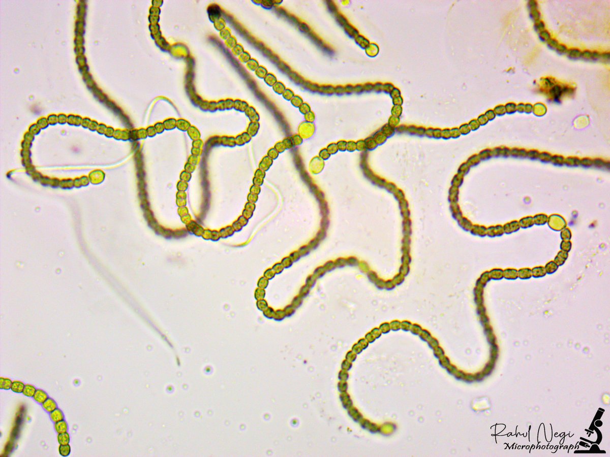 rahuln2471's tweet photo. Our Earth is the richest in biodiversity, which inhabits various flora, fauna, and microorganism. Among these microorganism, #Cyanobacteria has long evolutionary history and it is one of the most diversified group of oxygenic photosynthetic, gram negative prokaryotes. https://t.co/7iwRjazQkP