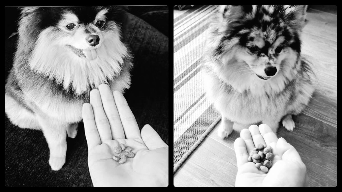 GabFanart's tweet photo. Não podia faltar o #ARMYSelcaDay #ARSD do aniversariante do dia! Com vocês a 17's pomeranian line Tannie e Zico!
#parabensparça #comabem #seupapaiélindo #yoentan @BTS_twt https://t.co/RYq7gyJYQx