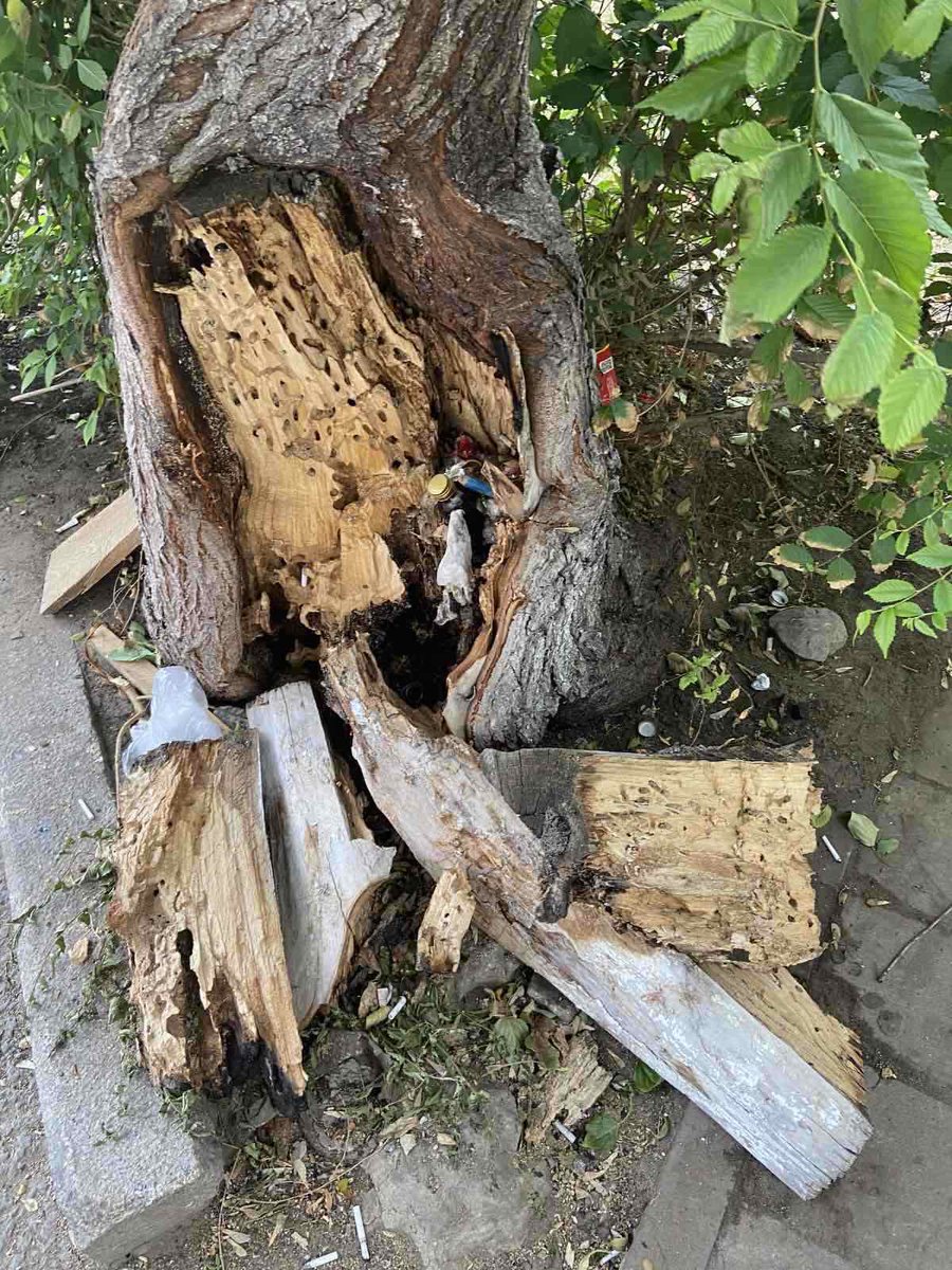 ChugunovPS's tweet photo. @SamMobilePriem @va_vasilenko @DepGorHozSamara Господа, обращаю Ваше внимание на дерево в аварийном состоянии на площади Революции (на фото). @AdmSamRna направляла письмо в ДГХиЭ (но фото), но по указанному номеру неделю никто не отвечает. Когда его уберут? https://t.co/jjNxKtPURI