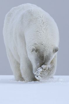 dobutsu_syu's tweet photo. 【ホッキョクグマは鼻を隠す】

ホッキョクグマは一面真っ白な北極では
真っ黒な鼻が目立ってしまうので
『隠しとかなきゃ！』と
両手で鼻を隠します。

これは狩りの最中に
よく見られる行動だそうです。 https://t.co/jbILpdTqdr