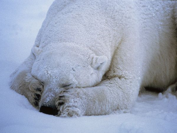 dobutsu_syu's tweet photo. 【ホッキョクグマは鼻を隠す】

ホッキョクグマは一面真っ白な北極では
真っ黒な鼻が目立ってしまうので
『隠しとかなきゃ！』と
両手で鼻を隠します。

これは狩りの最中に
よく見られる行動だそうです。 https://t.co/jbILpdTqdr