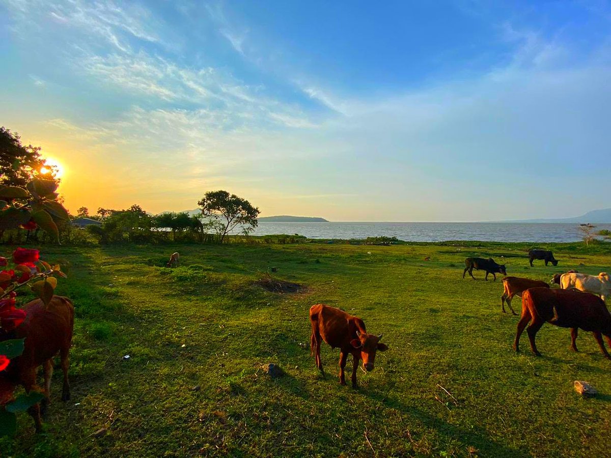 AcresVirtual's tweet photo. Look deep into nature, and only then will you understand everything better.
#Virtualacres
#naturephotography
#ecosystem
#cow
#cowbreeding https://t.co/BXSE1nZve9