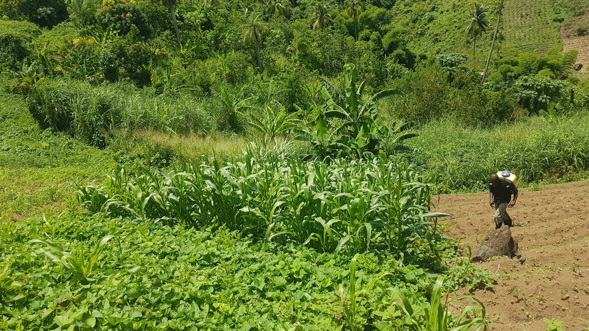 Paudy86's tweet photo. @BlkinGeoscience Hello, I am Ronen Francis from St Vincent and the Grenadines 🇻🇨. I have a BSc in ENRM & Geography. I am currently a PhD Soil Science student at #UWI St Augustine. My interests are #soil #aggregatestability #pedology #slaking. I am also a High School Geography Teacher & Farmer. 😎 https://t.co/OSguc4wVYV