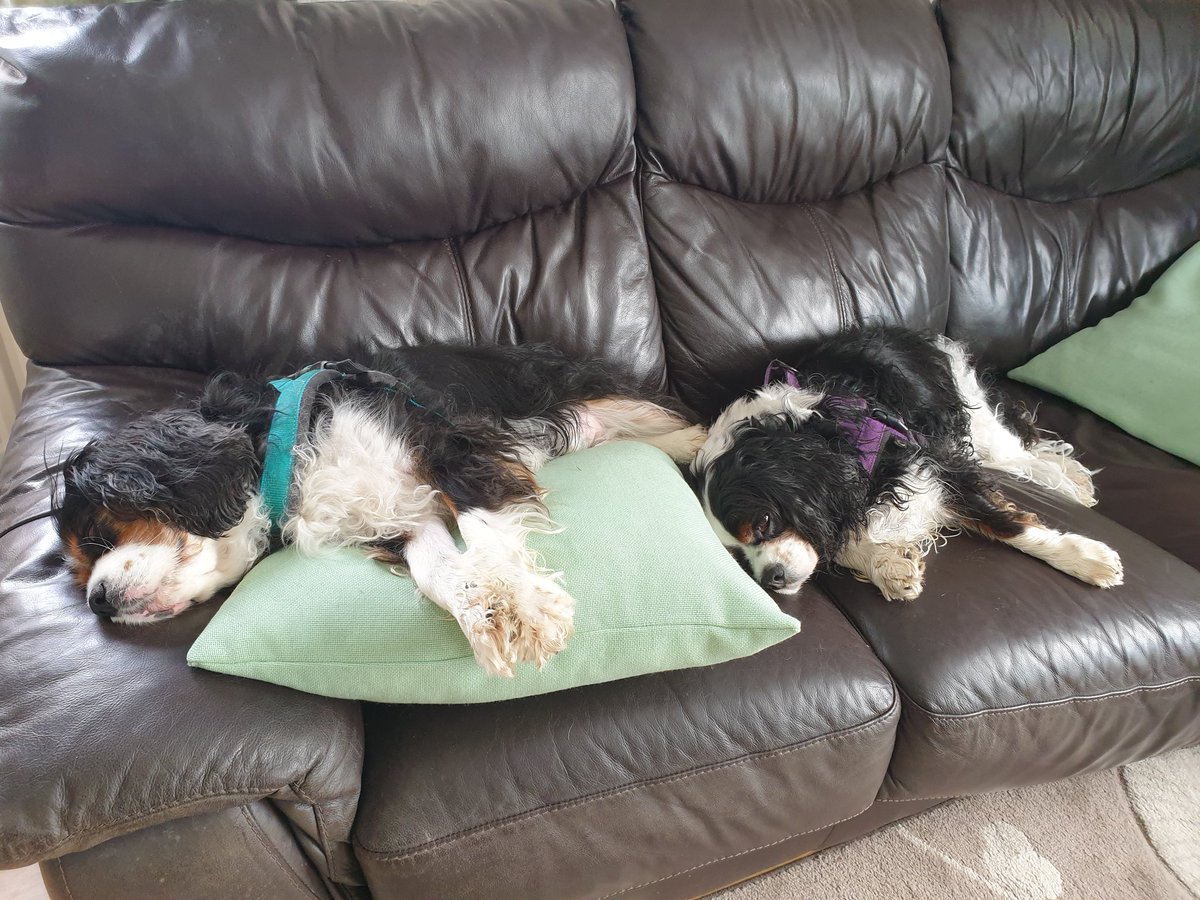 Walkies were sooooo exhausting!  Love my naps.  Mum is jealous cos she wants one too but has to work.  Well someone has to pay for our treats! #cavpack