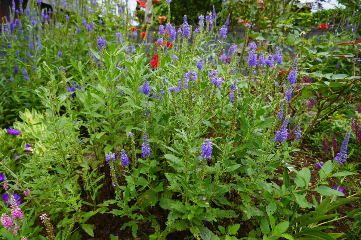 Planthunter Planthunter2 Twitter Planthunter Planthunter2 Twitter