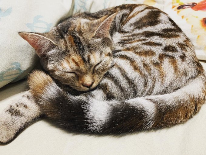 ねこすたぐらむのtwitterイラスト検索結果 古い順