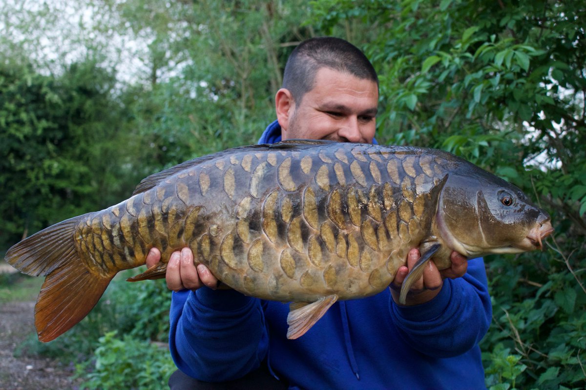 MainlineBaits's tweet photo. The @Reelfishinguk boys have been back doing what they do best at Farlows. A wide range of Mainline Baits products contributing to their success including Smart Liquid, Spod &amp; PVA Pellet Mix, Nut Crush and Cell pop-ups!

#MainlineBaits https://t.co/IHyeoDTQFJ