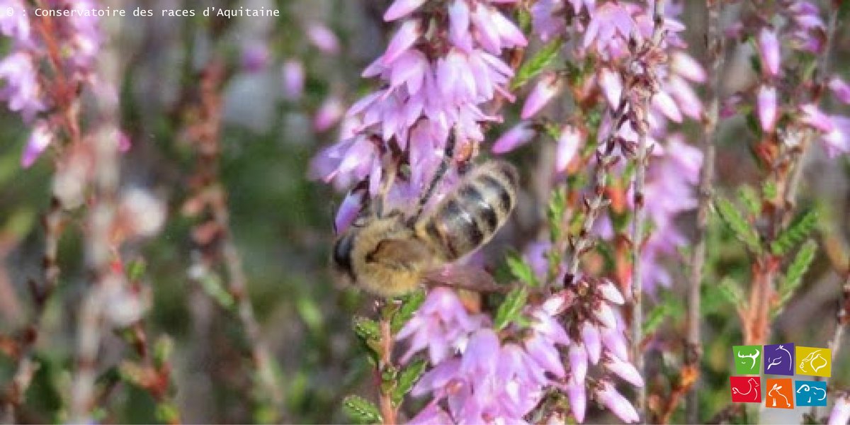 On vous parle de L'abeille noire des Landes de Gascogne sur notre site web !🐝

Une espèce menacée par les conséquences d’une pollution génétique occasionnée par l’importation massive d'abeilles étrangères dites allochtones.

 ➡ bit.ly/322zHAz

#racesaquitaine #CRA
