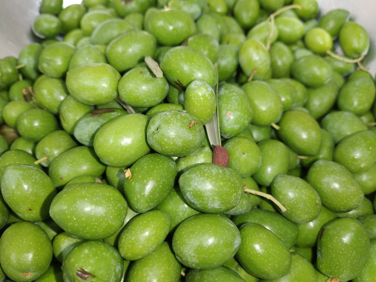 Arrancamos en <a href="/CTAEX_CIT/">CTAEX</a> con las primeras muestras de #aceituna de la campala para ir monitorizando la maduración para un #aceite #temprano. También para ver de qué rendimiento partimos tras este caluroso verano.
#aove #aceitesdeoliva #extremadura