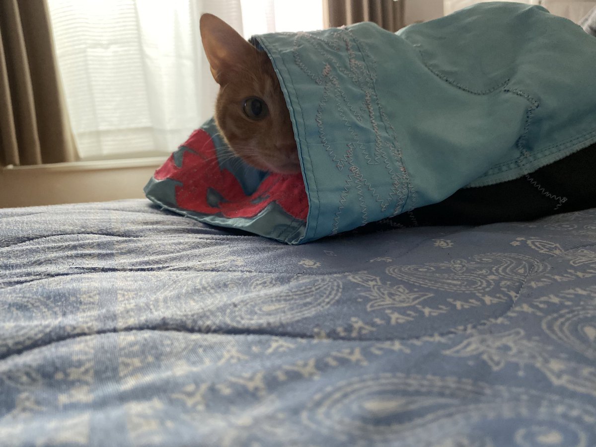 猫の慢性腎臓病 hashtag on Twitter