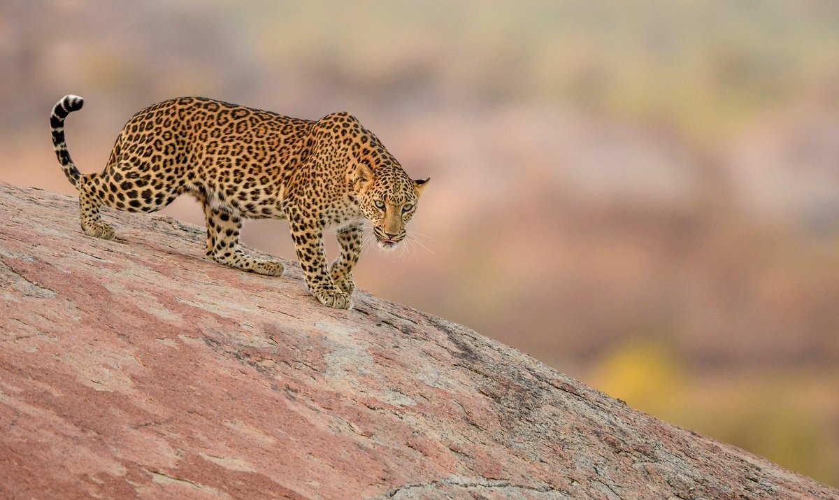 Nikon India Official tweet media