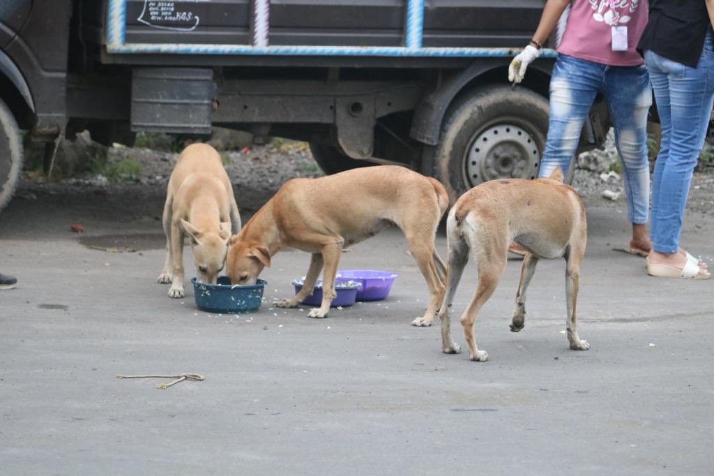 ppwct_'s tweet photo. Here are a few shots from the Monsoon Feeding Drive organized by *People with Paws and Wings Charitable Trust (PPWCT)* on the *06th of Sept, 2020 - Sunday* in the Afternoon 3pm.
Feed around 800+ stray dogs♥️ https://t.co/ThgHCwyLB9