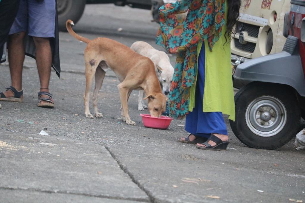 ppwct_'s tweet photo. Here are a few shots from the Monsoon Feeding Drive organized by *People with Paws and Wings Charitable Trust (PPWCT)* on the *06th of Sept, 2020 - Sunday* in the Afternoon 3pm.
Feed around 800+ stray dogs♥️ https://t.co/ThgHCwyLB9