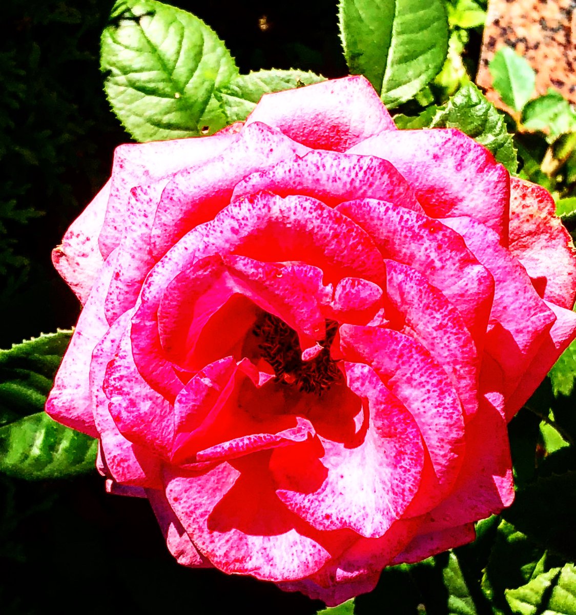 #flowersofinstagram #floweroftheday #roses #red #mundanebeauty #mundaneaesthetic #mundanemonday #flowers