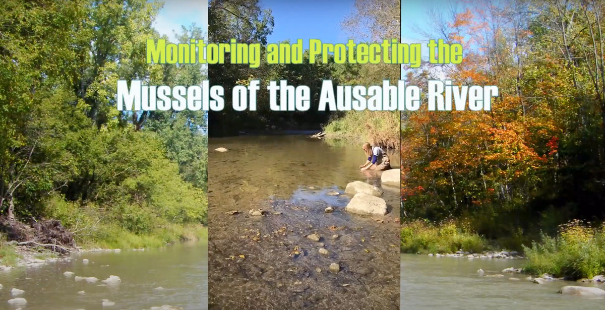 Ausable River is nationally important for mussels living there. Watch this new video about the role mussels play in water quality and what monitoring tells us about these needed aquatic species. Watch it now: youtu.be/GLDrNMj9Grk #healthylakehuron #landtolake #pieceofthepuzzle