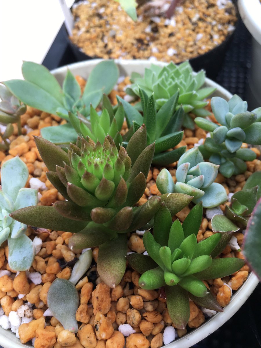 こきあ 多肉植物 ツメレンゲ 爪蓮華 だと思います イワレンゲ 岩蓮華 コモチレンゲ 子持ち蓮華 などと同じオロスタキス属なので花が咲くと枯れますね こきあ 多肉植物 ツメレンゲ 爪蓮華 だと思います イワレンゲ 岩蓮華 コモチレンゲ 子持ち蓮華 などと同じオロスタキス属なので花が咲くと枯れますね