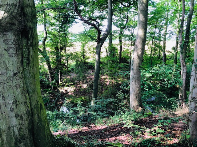 Wildscapes's tweet photo. Did you know we're owned by @WildSheffield and part of the @WTConsultancies? All our profits are re-invested back into the Trust's charitable work, protecting wildlife and green spaces across #Sheffield and #Rotherham 

#conservation #nature #CIC #wildlife #sheffieldissuper https://t.co/hbDO0xooks