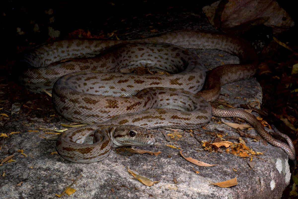 Oenpelli pythons (Nawaran oenpelliensis) are one of Australia’s largest and most range-restricted snake species... and they deserve some love for #ThreatenedSpeciesDay