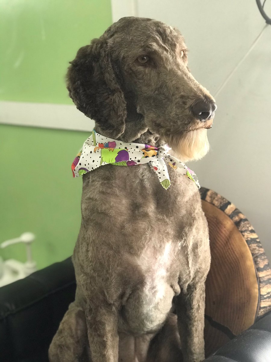 mackenzieravn's tweet photo. Today I dropped two labradoodles off at the groomer for their pre-summer shave.. and picked up a pair of very dapper doggos 😅 #goateegoals https://t.co/3Ybn4Tmcj8