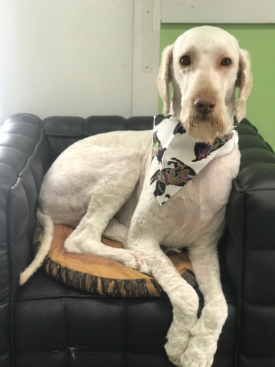 mackenzieravn's tweet photo. Today I dropped two labradoodles off at the groomer for their pre-summer shave.. and picked up a pair of very dapper doggos 😅 #goateegoals https://t.co/3Ybn4Tmcj8