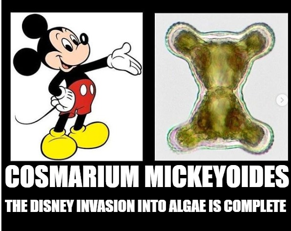AlgaTalk's tweet photo. #MemeMonday #algae #desmids #Eukaryotes #biodiversity #taxonomy #phycology #botany #biotech #algatech #microalgae #Disney #mickeymouse #Cosmarium
Verified by: Alex Kenins 31 March 2017 https://t.co/QUev541tFq https://t.co/tJscqJwWrf
