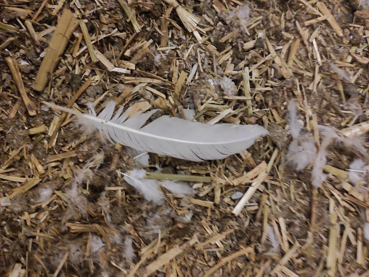 #wistjedat je aan de veren kan zien wanneer een jonge hen begint met leggen? De laatste twee veren zijn spits en die moeten nog gewisseld worden, dit noemen we ruien. Elke week wisselt de kip een pen. Dus deze kip gaat over ongeveer  2 weken leggen.