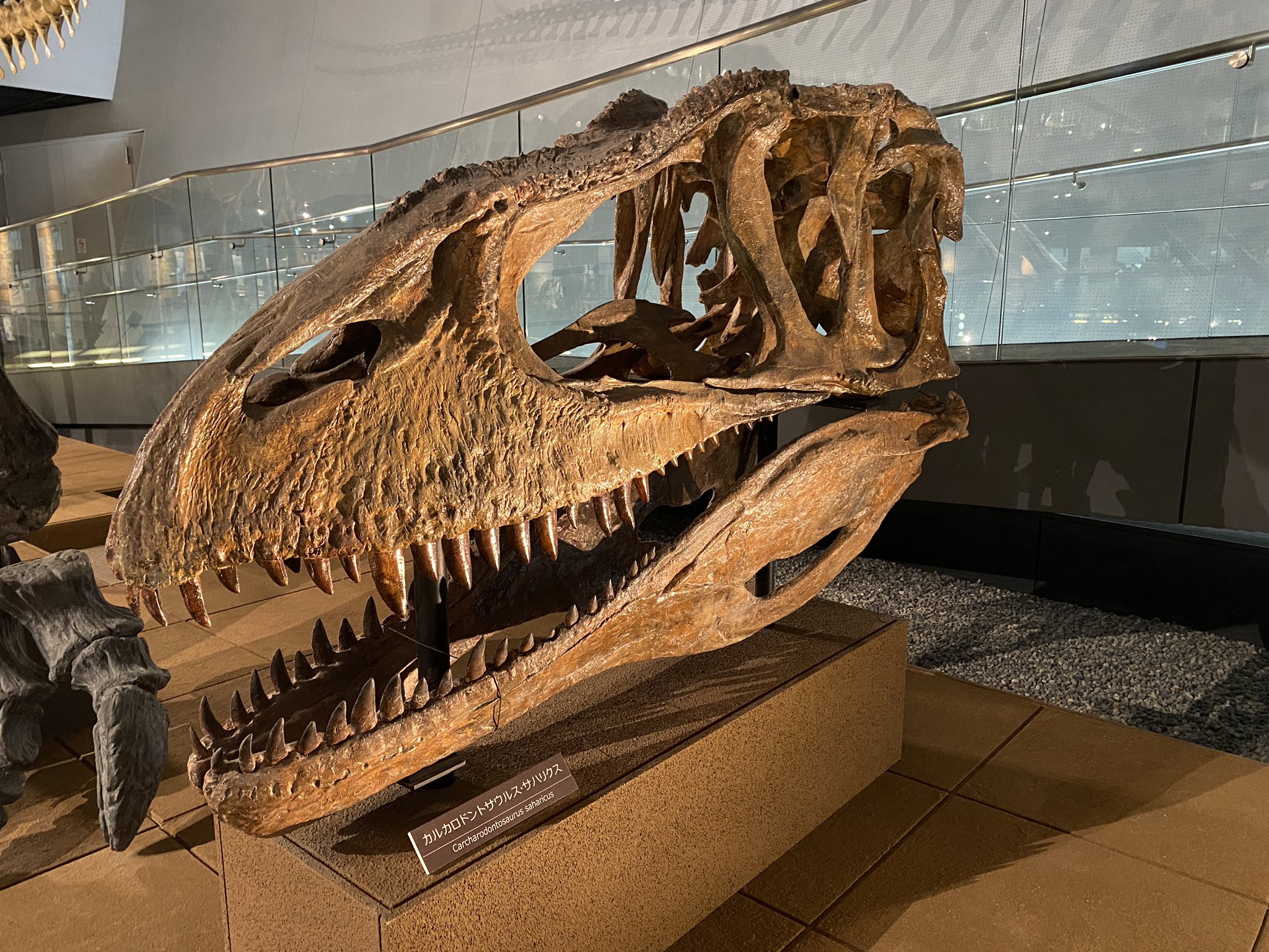 Allosaurus 化石 恐竜 ティラノサウルス カルカロドントサウルス Allosaurus 化石 恐竜 ティラノサウルス カルカロドントサウルス
