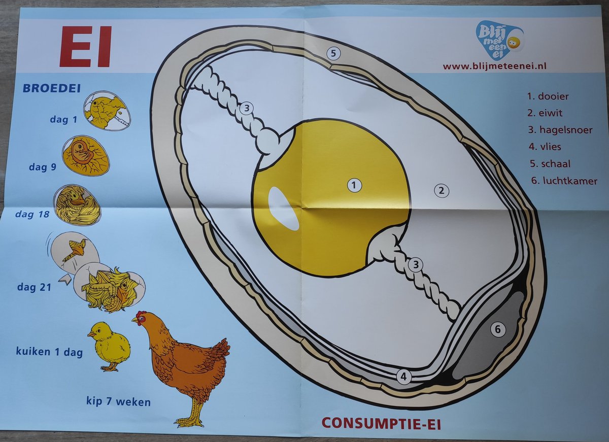 De kippen die bij ons komen zijn 17 weken oud. Op deze poster van <a href="/blijmeteenei/">Blij met een Ei</a> staat het proces van een bevruchtei tot een kip van 7 weken.