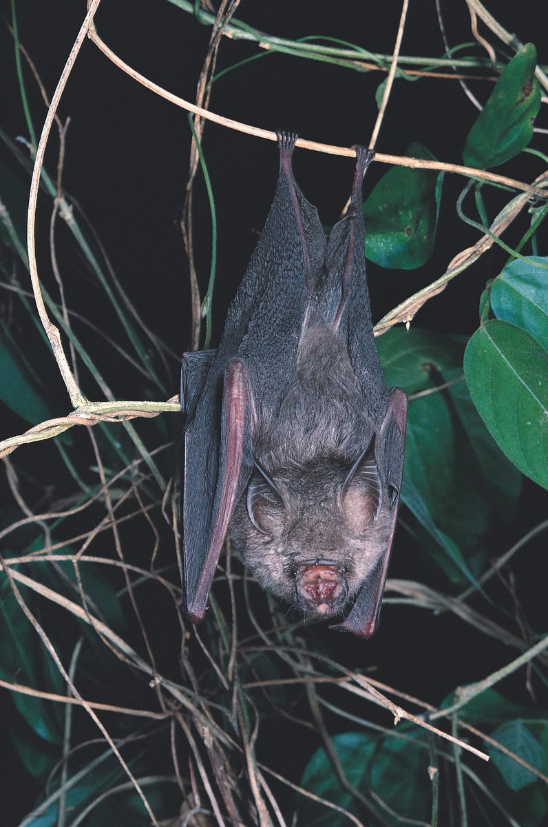 AusBats's tweet photo. #MicrobatMonday AND #ThreatenedSpeciesDay!
Of Aus' ~90 🦇spp, many are threatened

Semon's Leaf-nose #Bat (Hipposideros semoni)

📏: 6-10g, 320mm wingspan
⛺️: Roost singly or in small colonies; caves/mines/rocks
🦋: Forage for insects close to the ground (<2m)

📸: GBaker
🗺️: ALA https://t.co/Nlgs6DFbWY