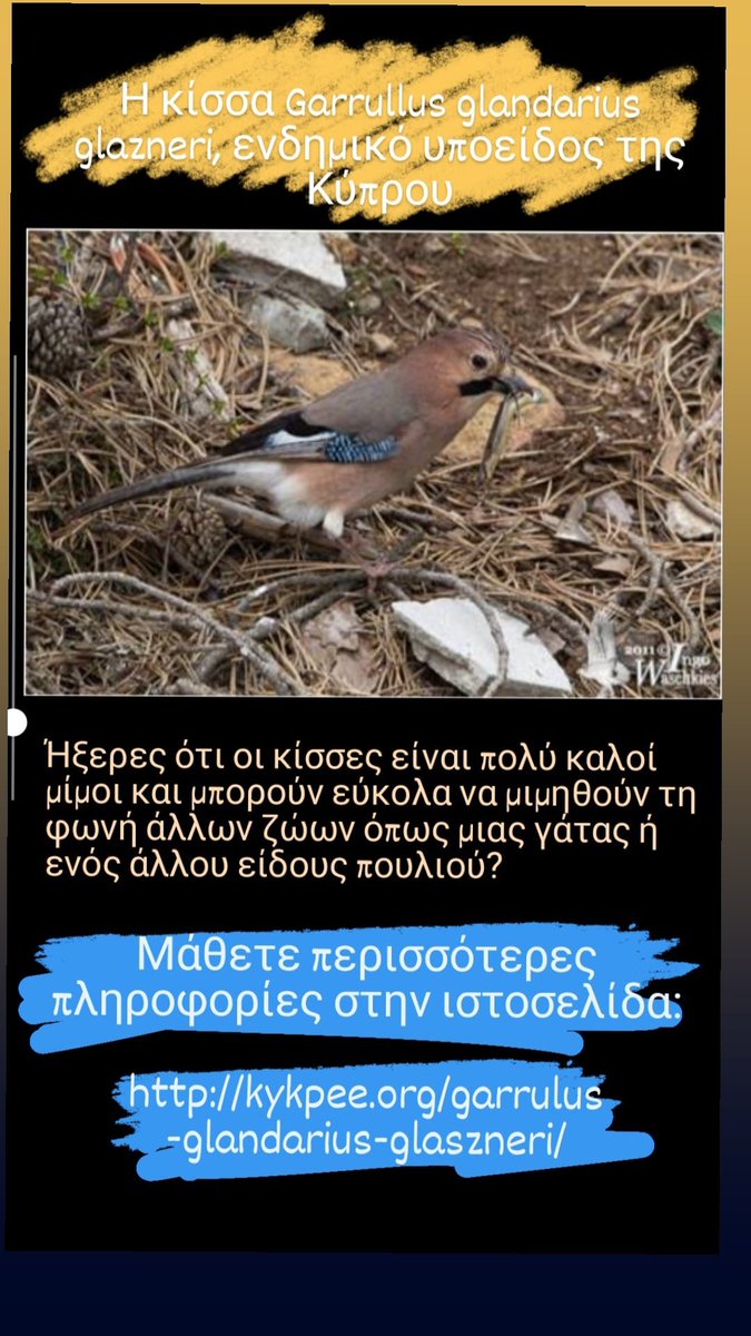 Εντυπωσιακό είναι το γεγονός ότι οι κίσσες είναι πολύ καλοί μίμοι και μπορούν εύκολα να μιμηθούν τη φωνή άλλων ζώων όπως μιας γάτας ή ενός άλλου είδους πουλιού.

Για περισσότερες πληροφορίες επισκεφθείτε την ιστοσελίδα:
kykpee.org/garrulus-gland…
