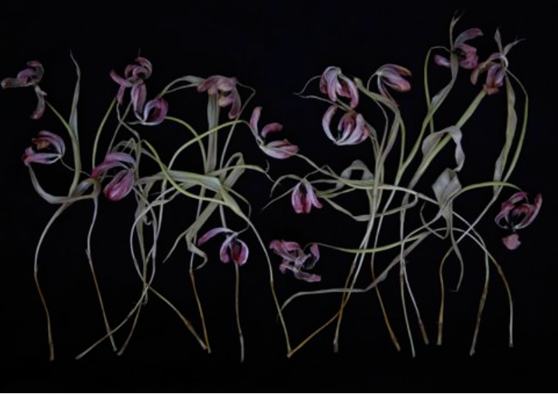 outofnatureshow's tweet photo. Beautiful photography from @BrittWillDyer inspired by her work with historic tulips. Last week to visit this year's art &amp; sculpture exhibition that also includes work by @halimacassell @clarewoodstudio @isatuhyde &amp; @sculptorDom #booknow #artlover #floralphotography #artexhibition https://t.co/NEDv8pkxvj