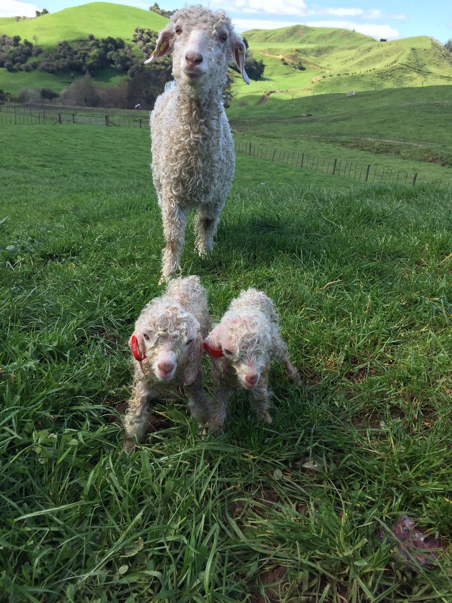 kiwiwoody's tweet photo. Welcome to the world little ones 🥰 #kidding2020 #mohair #angoras #CowgoraHills @foragoodwoody https://t.co/bybzgUYSIR