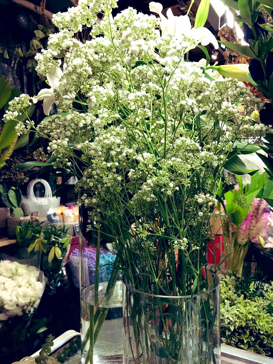 東伏見 Hana Toyo かすみ草の一大産地 会津の昭和かすみ草の新種が入荷しました その名もキャンディダブルというかわいいネーミング 花が上のほうにダブルでこんもりと付いています お花の生産者さんも次々に新種を開発されて素晴らしいです 応援