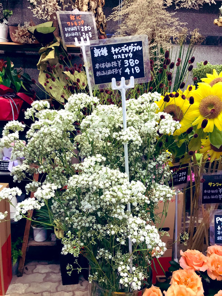 かすみ草の一大産地 会津の昭和かすみ草の新種が入荷しました。 その名