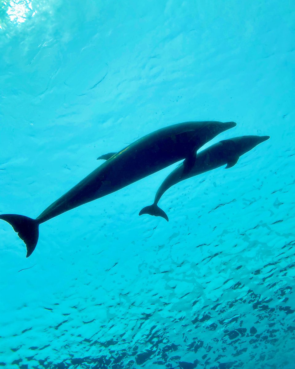 Amiee アミー 環境配慮型ブランド 日本の1人当たりの使い捨てプラスチックごみ排出量は 米国に次いで世界で2番目に多いのが現状です 使い捨てマスクやデリバリーで使った弁当容器などの コロナごみ が海に流れ出た例も報告され 海洋生物などへの