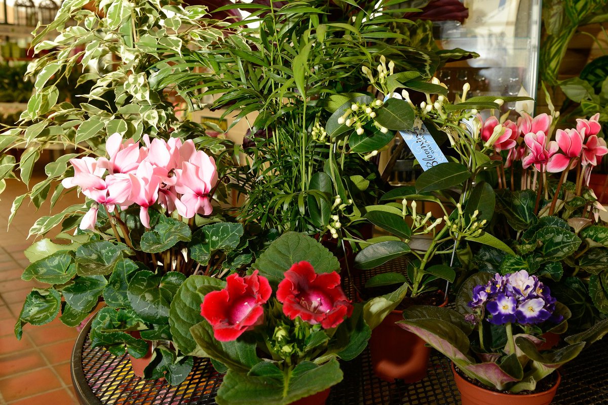 GC_Association's tweet photo. Sales in #houseplants were blooming marvellous in #July according to our #BarometerOfTrade report! #BoT https://t.co/V5XkDYkkba https://t.co/ppQyZoRRdb