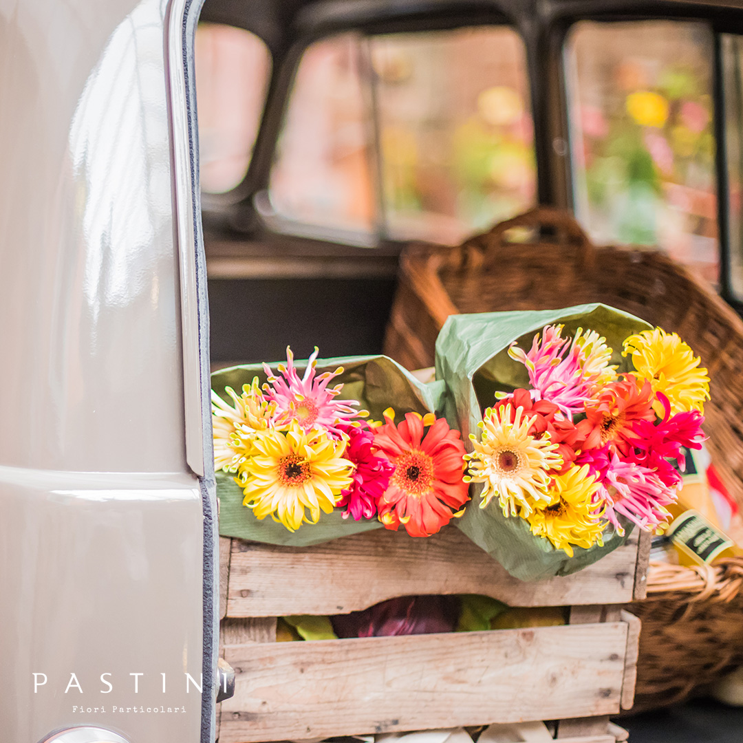 Pastini Gerberas are really nice flowers to work with. Pastinis mostly have  beautiful matching colours at the bottom which gives the Pastinis a colourful twists at the curly flower petals. This year Gerbera United introduces five new Pastini Gerberas!Which one is your favourite?