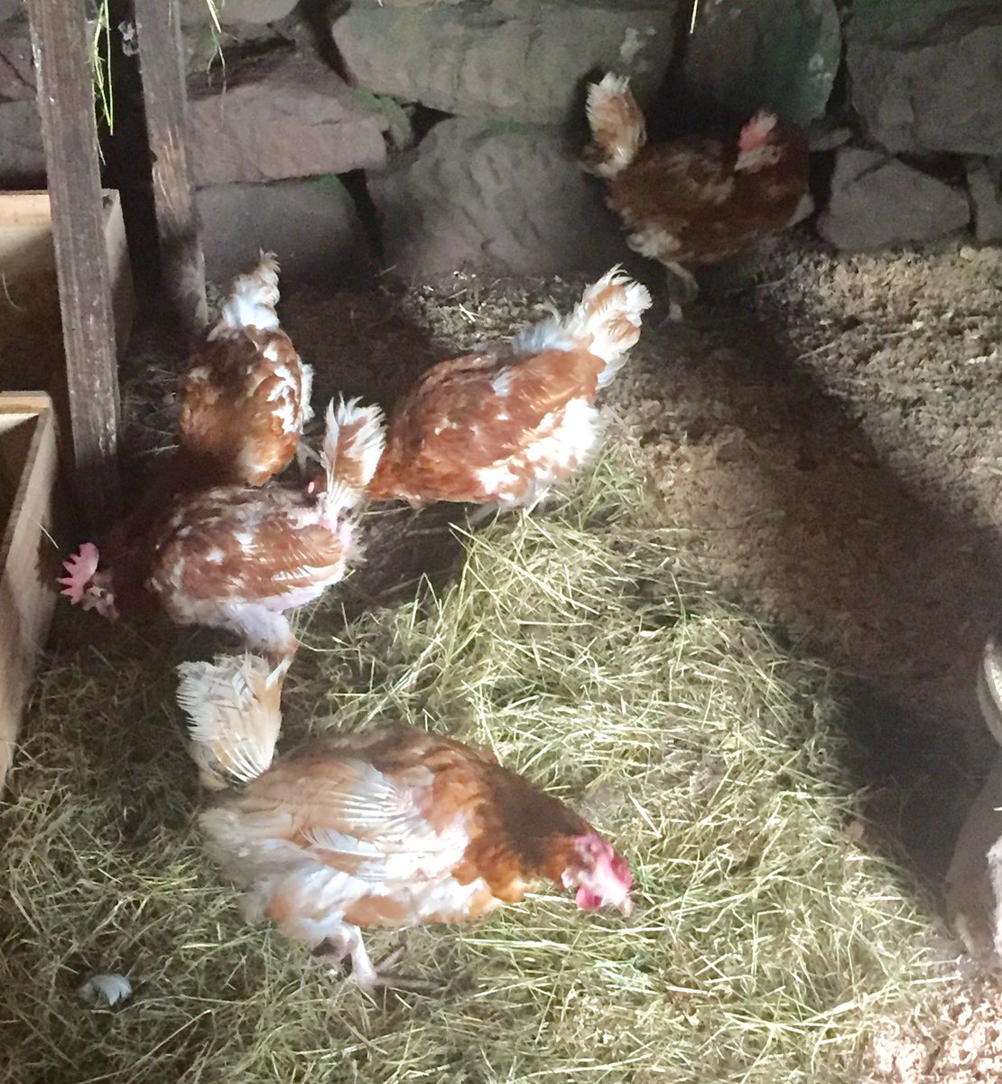 MarcusMooreAntq's tweet photo. We seem to be busy selling antique furniture and collecting animals here in our glorious Shropshire #antiques #rescuehens #lifestyle https://t.co/ECzuH0icwh
