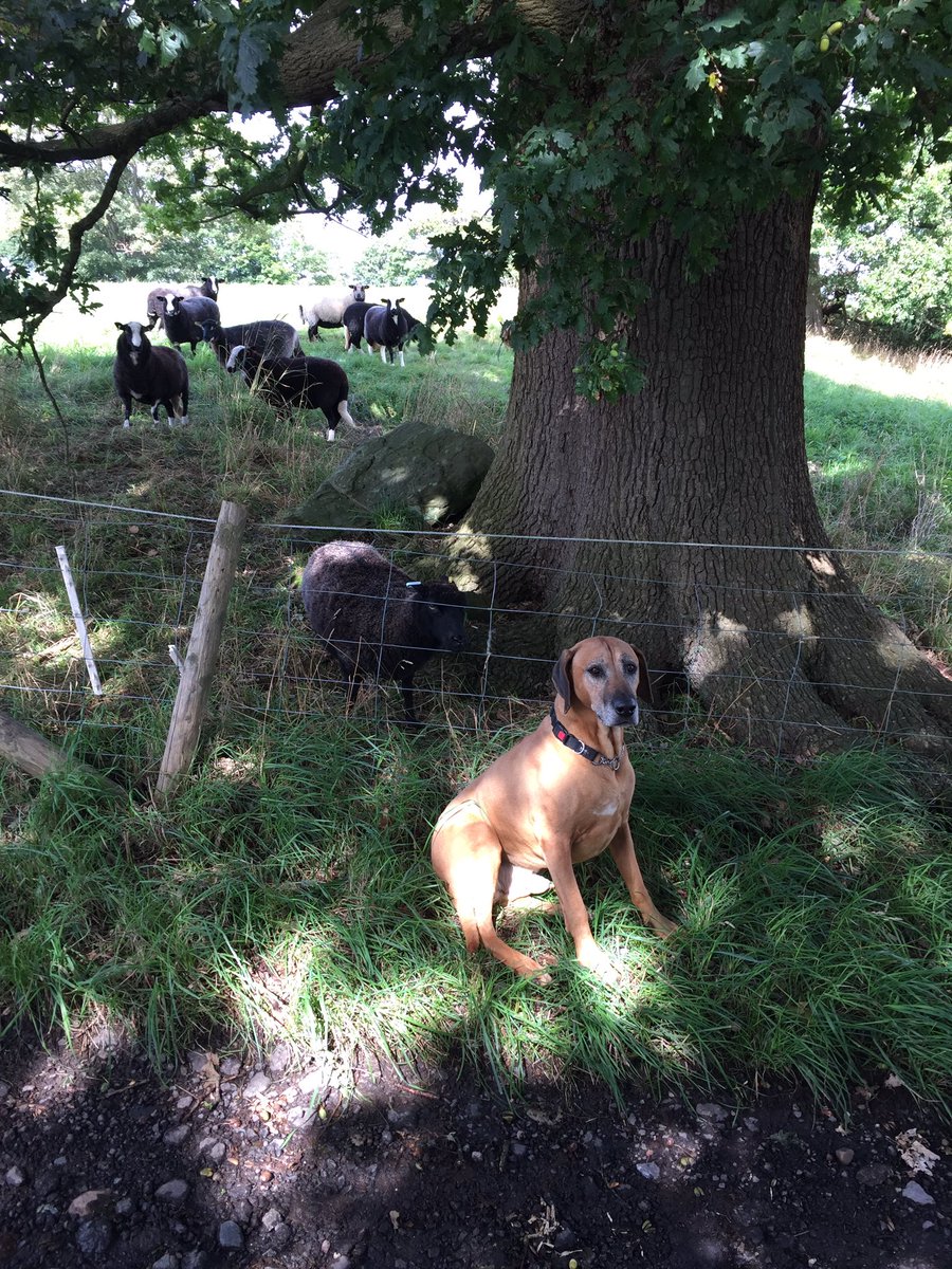 MarcusMooreAntq's tweet photo. We seem to be busy selling antique furniture and collecting animals here in our glorious Shropshire #antiques #rescuehens #lifestyle https://t.co/ECzuH0icwh
