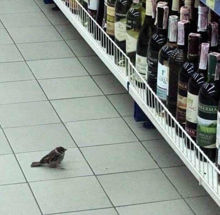 İçki seçen Melisa