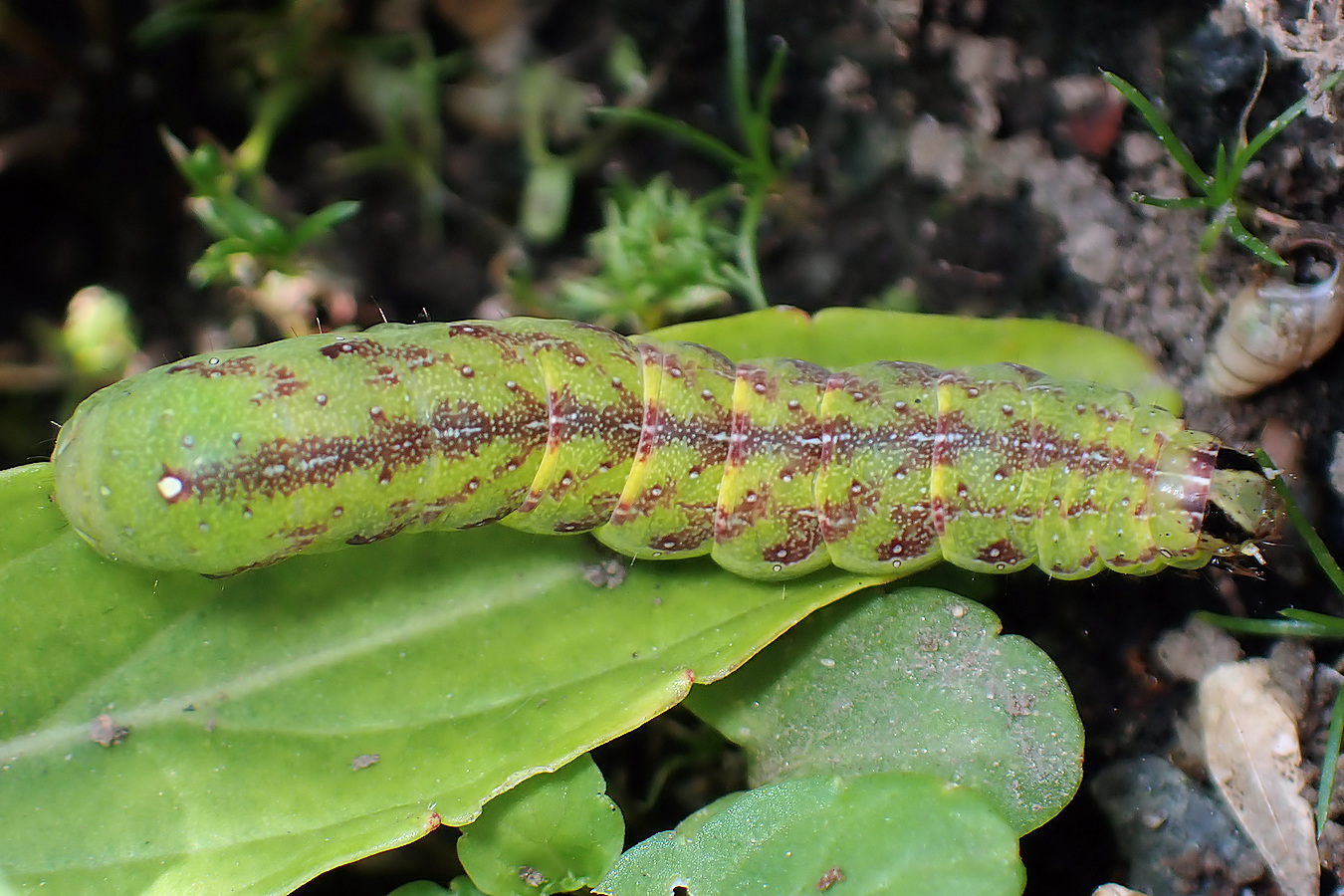 ぁぃの飼育ブログ Persona オオホシミミヨトウの幼虫 オオホシミミヨトウというヨトウガの幼虫のようです 体長は4cmぐらい 腹脚は4対8本 顔は超ゲジ眉ｗ 詳細記事 T Co Tfwndgpln5 ヨトウムシ オホシミミヨトウ 蛾 野原風花壇 幼虫