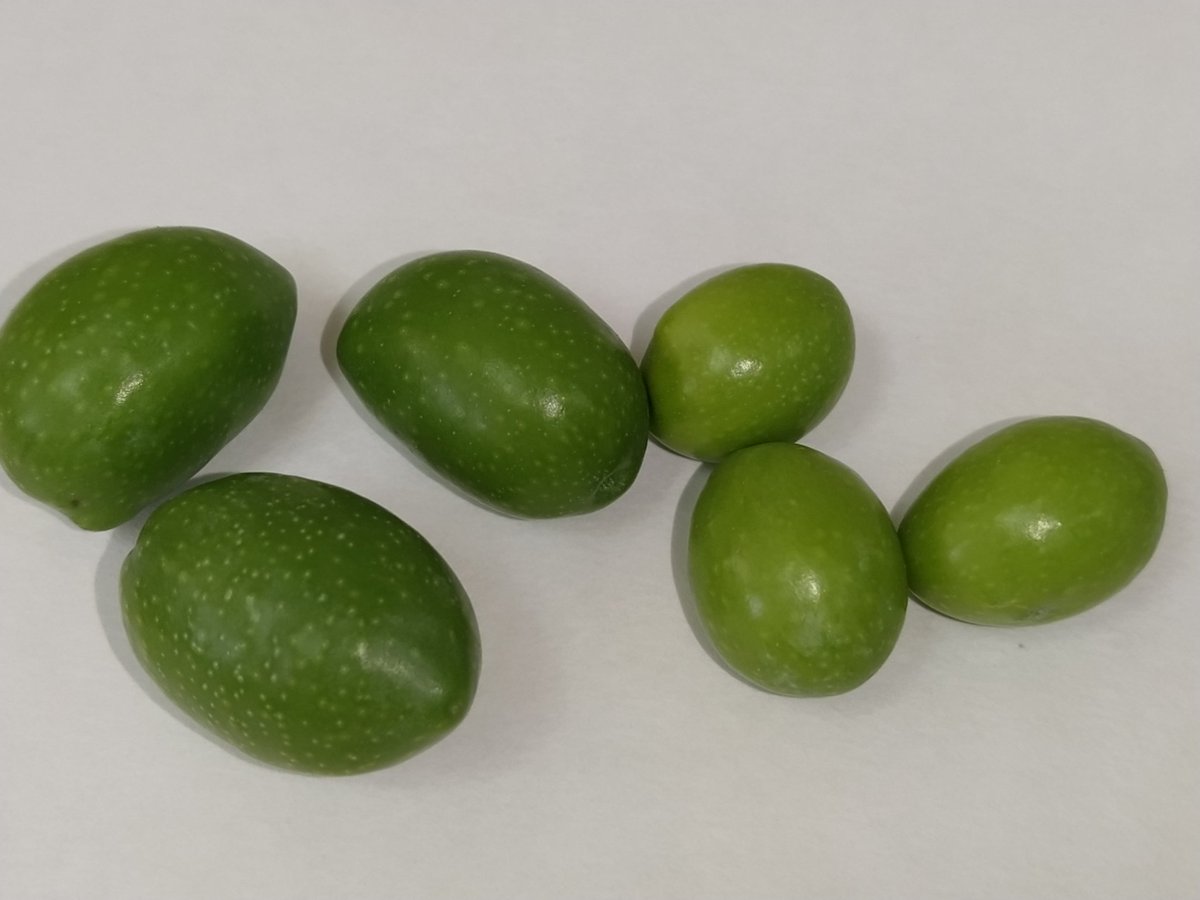 Pocos pero algunos frutos empezamos a ver en estado 1, en los que ya se va perdiendo el verde "fotosintético" arrancando la maduración de la #aceituna. 
En <a href="/CTAEX_CIT/">CTAEX</a> monitorizamos x el #indicedemadurez, el contenido graso, el peso del fruto y su dureza por texturometro.