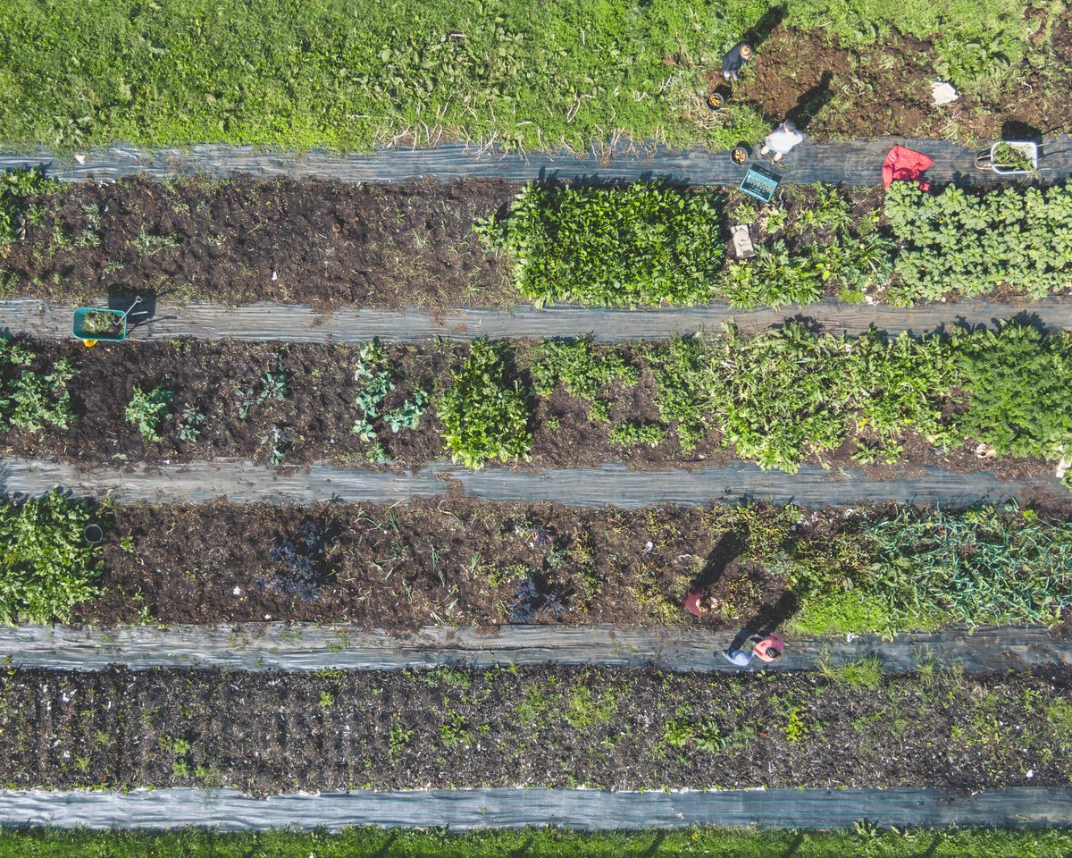 origin_space's tweet photo. Prepping the ground to plant some overwinter veg. We’re still harvesting kale, broccoli, potatoes, carrots, parsnips, kohlrabi, spinach, leeks, runner beans, spring onions and beetroot from these beds, and will still be harvesting for a good few weeks yet! https://t.co/SGF4Kx8MuW