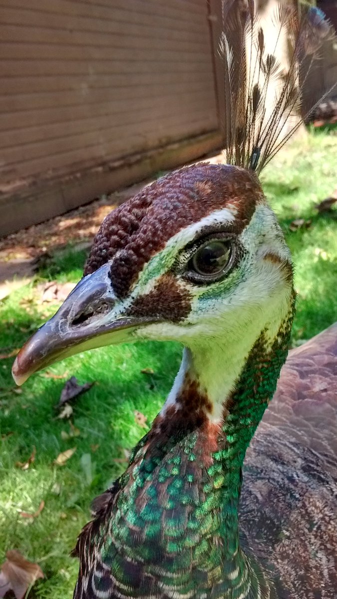 We all know male peacocks are beautiful, &amp; many people think Females are a bit dull -- Pogo here would disagree! -- just look at that face &amp; beautiful emerald green colour! #peacock #birds