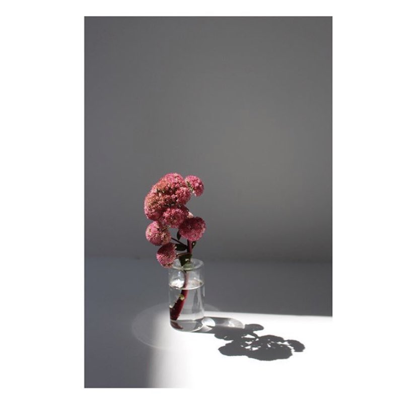 Photon セダム レッドカウリ 花言葉は 記憶 多肉植物でぷにぷにとした触り心地 お客様のテーブルに季節の花を添えて 香りとインスパイアを楽しんでもらう 花言葉 暮らしを楽しむ 植物のある暮らし 植物のある暮らし ミニマル ミニマルライフ