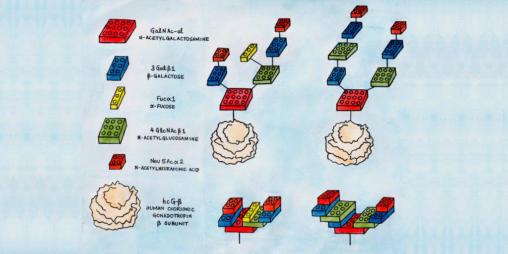 Ever wondered how  #glycan chains are synthesised in  #EukaryoticCells?   It’s just like building  #Lego models step by step!Read more about  @thattai &  @anjali_jaiman’s incredible journey to deduce the details of this process: https://theory.ncbs.res.in/news/building-biomolecules-one-step-time #AlgorithmicSynthesis