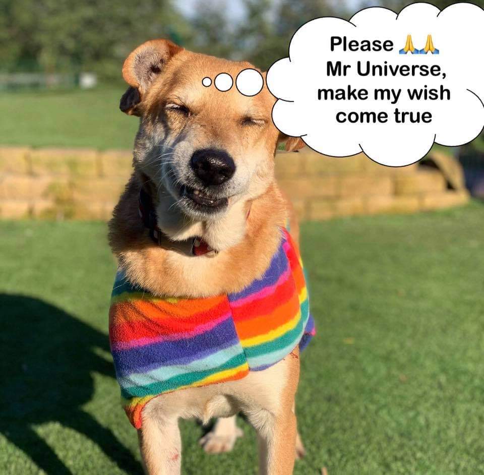 SolsticeChild90's tweet photo. Please share and donate if you can
🙏
Dogs4Rescue are a no cage shelter in the UK.They have a chance to help more dogs by opening a second rescue. They are AMAZING!Please share &amp; tag anyone who may help. We have until Friday!
https://t.co/palH2EVsty

https://t.co/i7hGJZXmZ5 https://t.co/qtQPzWjTlN