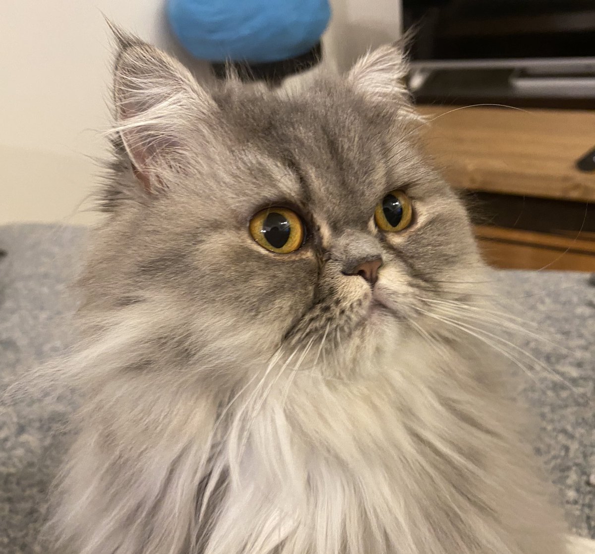 しらす ミヌエット びっくり 猫 しらす 日常 ふわふわ ぶさ猫 ぶちゃかわ 鼻ぺちゃ ペット ミヌエット ペルシャ マンチカン かわいい 子猫 新米 飼い主 猫好き 猫がいる暮らし 猫好きさんと繋がりたい