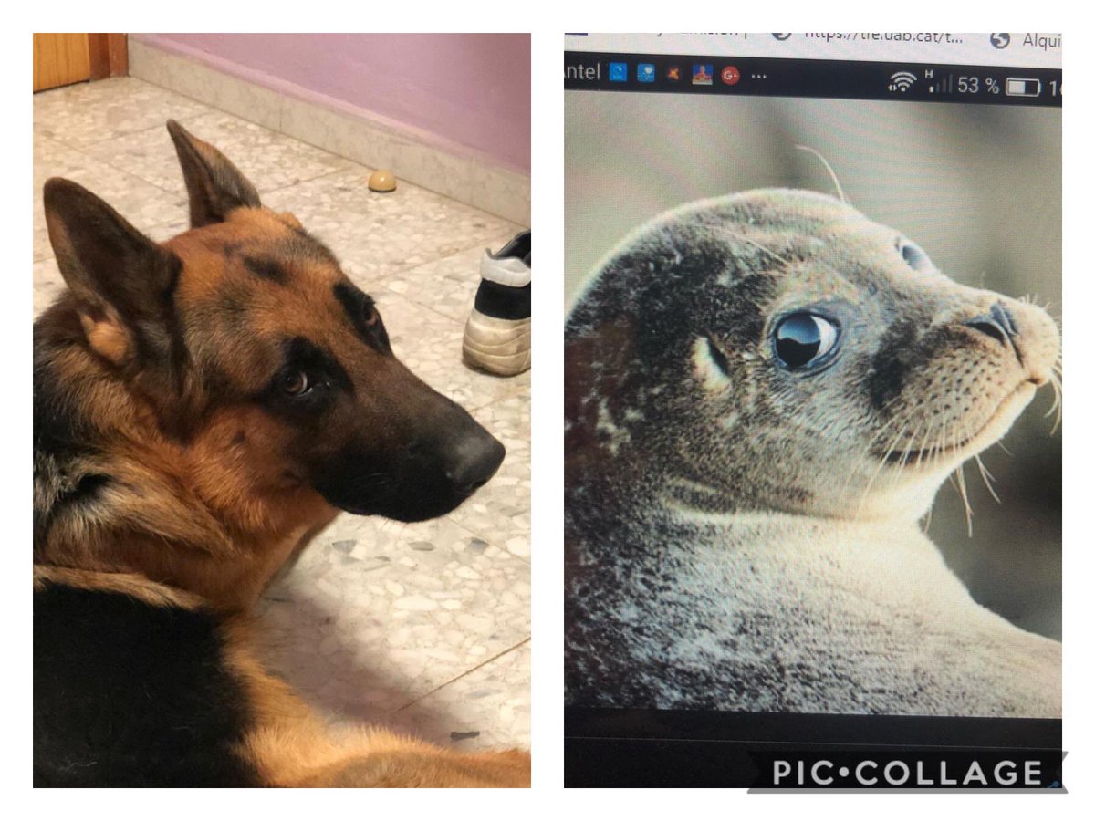 TorralbaMaria98's tweet photo. Parecidos razonables? https://t.co/HNutv6eW3T