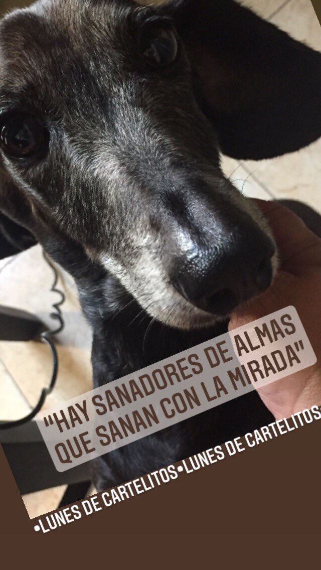 isakositas's tweet photo. Feliz lunes! 
Lunes de cartelitos
#lunes #FelizLunesATodos #perritos #7deseptiembre # https://t.co/ruZlgE7jnU